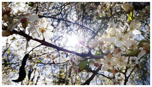 Low angle view of flowers