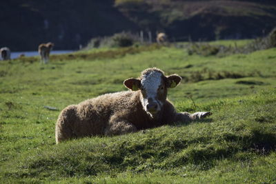 Cows in a field