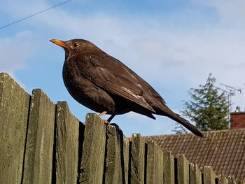 Low angle view of bird perching on wooden post against sky. thrush