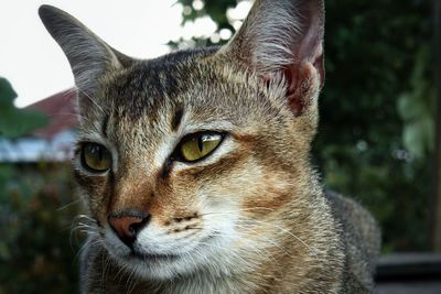 Close-up portrait of a cat