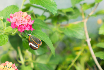 Close-up of butterfly on pink flower