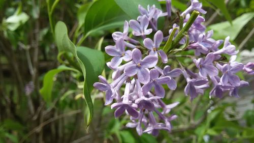 Close-up of purple flowers