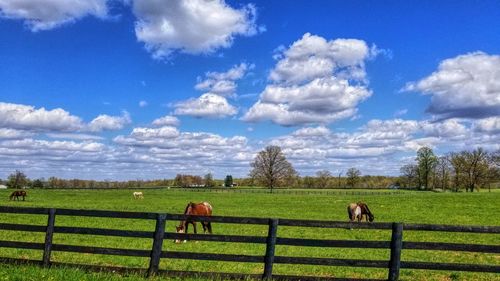 Horses grazing in field against cloudy sky