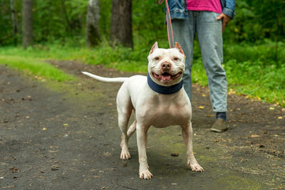 A kind white american pit bull terrier