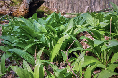 Close-up of fresh green plant in field