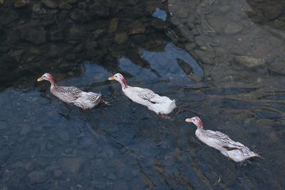 Ducks on lake