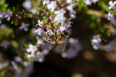 Close-up of bee pollinating flower