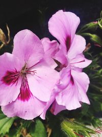 Close-up of pink flowers