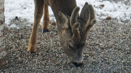 Deer in a field