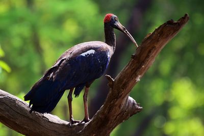 Close-up of bird perching on tree