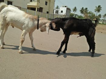 Horses on sand