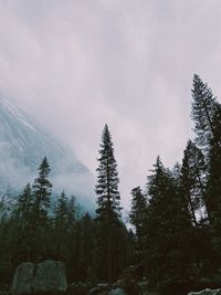 Low angle view of pine trees against sky