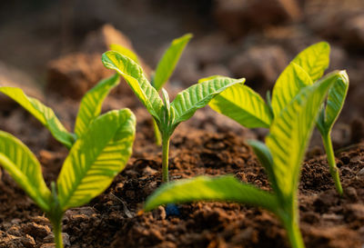 Close-up of plant growing on field