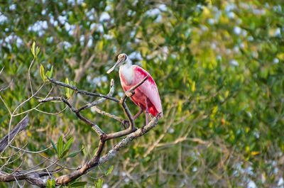 Low angle view of bird perching on branch