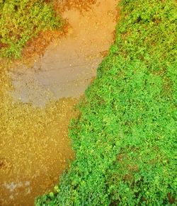 High angle view of moss growing on land