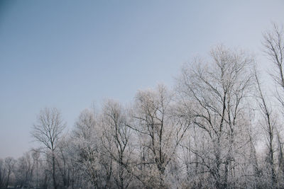 Low angle view of bare trees against clear sky