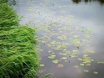 High angle view of water lily in lake