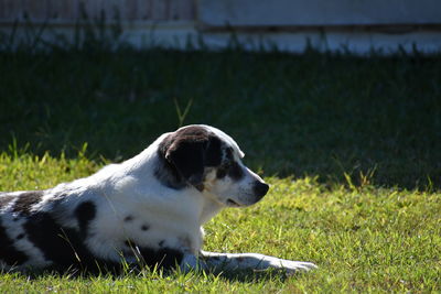 Dog looking away on field