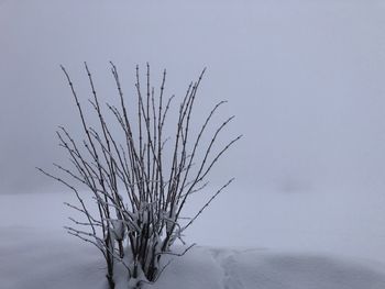 Bare tree on snow covered land against sky