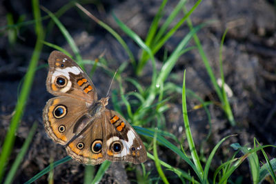 Close-up of butterfly on a plant