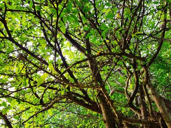 Low angle view of tree in forest