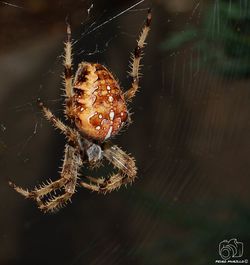 spider