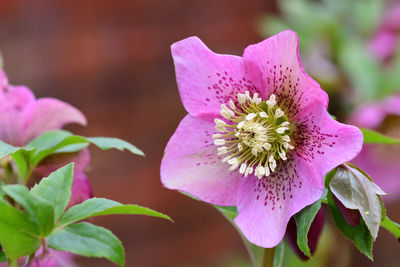 Close-up of pink rose flower