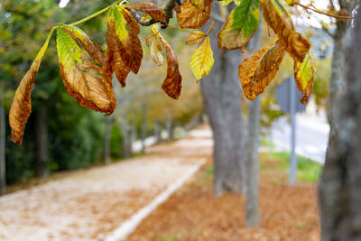 Close-up of yellow leaves hanging on tree