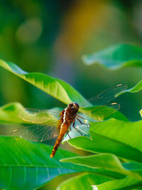 Dragon fly on the manggo leafs