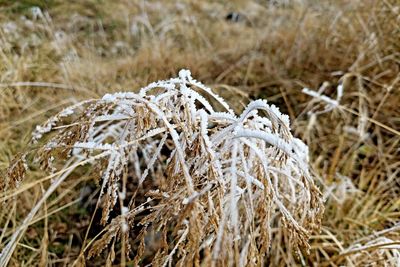 Close-up of dry grass on field