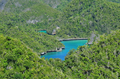 High angle view of trees and plants in forest