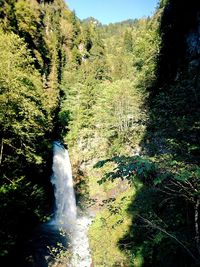 Scenic view of waterfall in forest