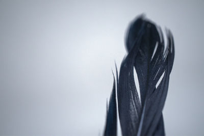 Portrait of young woman against white background