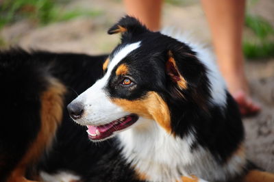 Close-up of dog looking away