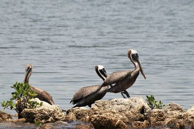 Birds perching on rock by lake