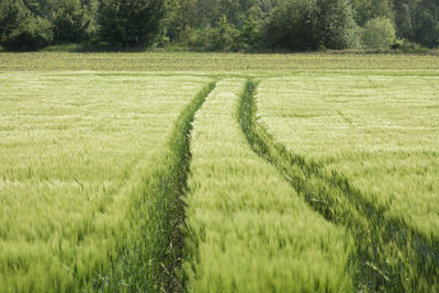 Scenic view of agricultural field