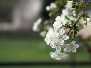 Close-up of white cherry blossom plant