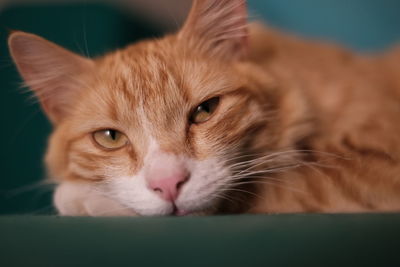 Close-up portrait of cat