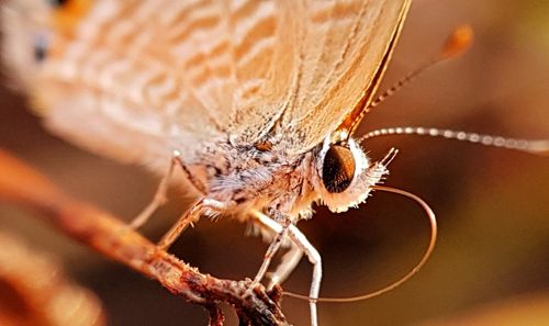 Close-up of butterfly on plant