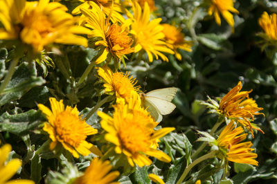 Close-up of yellow flowering plants