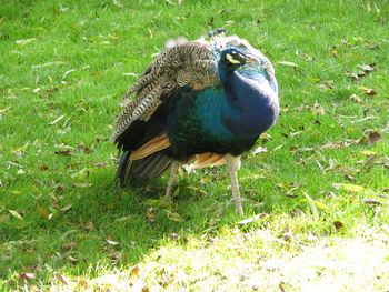 High angle view of peacock on field