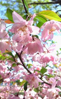 Close-up of pink flowers blooming on tree