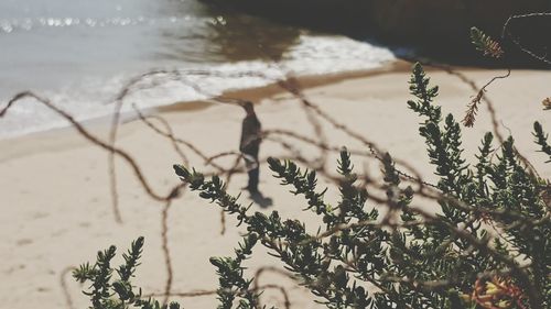 Barbed wire and plant against beach