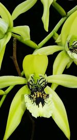 Close-up of spider on plant