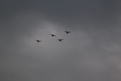 Low angle view of birds flying in sky