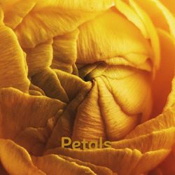 Detail shot of orange surface