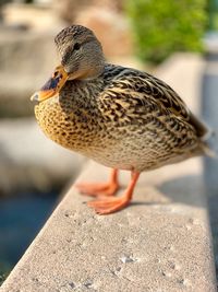 Close-up of a bird