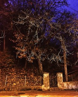 View of trees at night