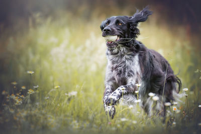 Dog carrying ball in mouth while running on grass