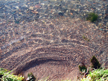 High angle view of plants